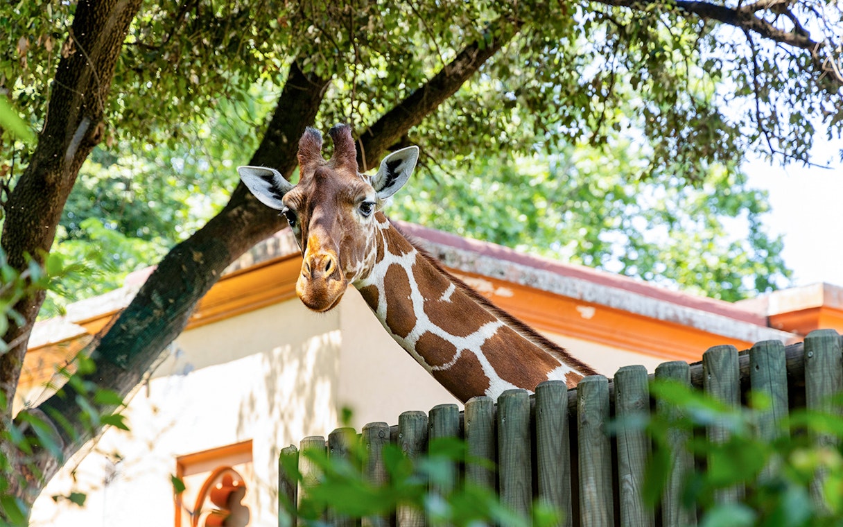 Giraffe peeking over a fence at Biopark Rome.