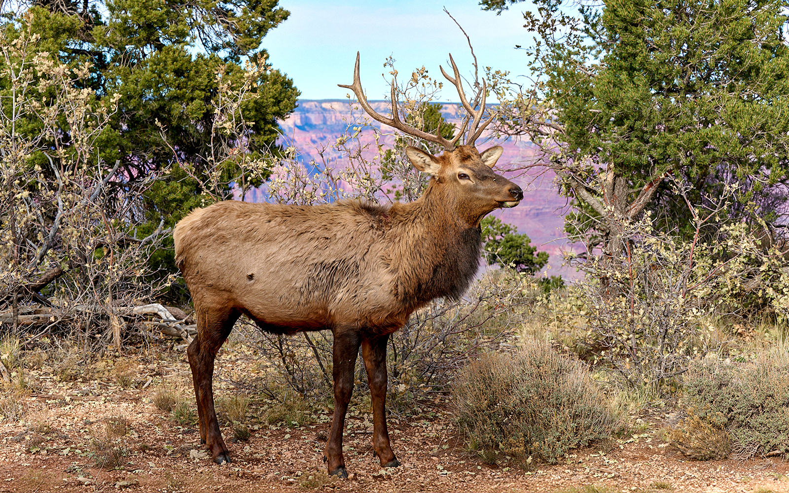 Elk standing among trees in Grand Canyon National Park.