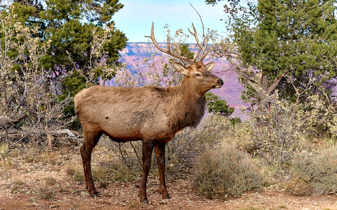 Elk standing among trees in Grand Canyon National Park.