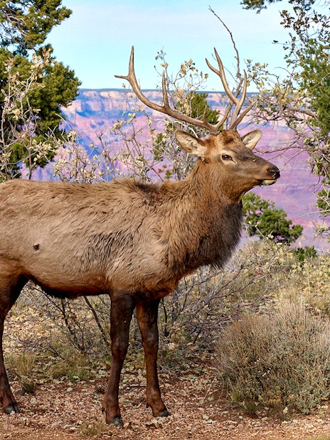Elk standing among trees in Grand Canyon National Park.
