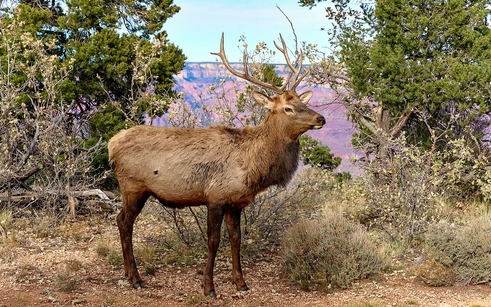 Elk grazing near the South Rim of the Grand Canyon, Arizona, in Grand Canyon National Park.