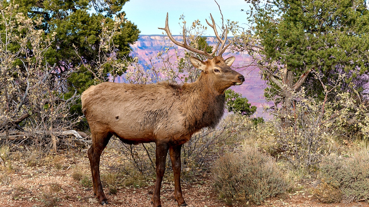 Tourists enjoying a scenic view from the Grand Canyon South Rim Bus tour in Las Vegas