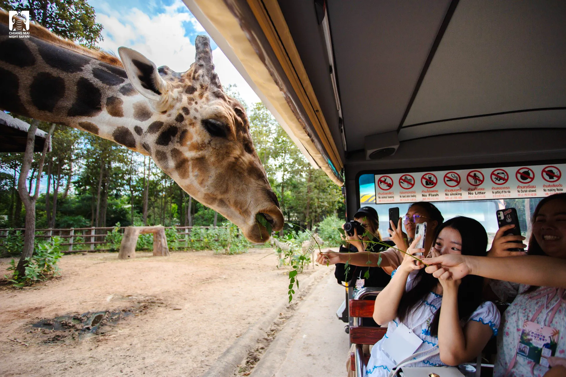 Giraffe eating leaves from tourists' hands during Chiang Mai Night Safari tour.