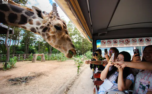 Giraffe eating leaves from tourists' hands during Chiang Mai Night Safari tour.