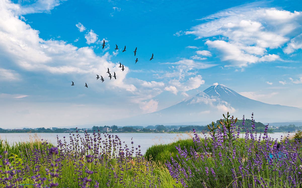 1-day private tour of mt fuji with hotel transfers-3 1-day private tour of mt fuji with hotel transfers-3