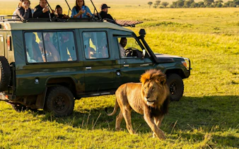 Safari vehicle with tourists observing a lion in Masai Mara, Kenya.