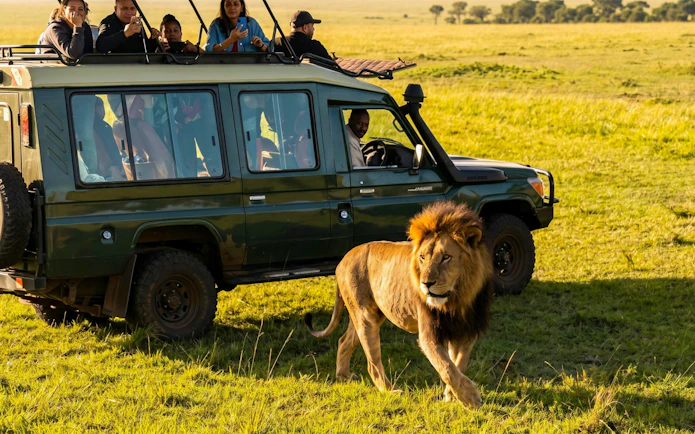 Safari vehicle with tourists observing a lion in Masai Mara, Kenya.