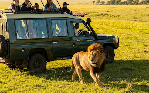 Safari vehicle with tourists observing a lion in Masai Mara, Kenya.