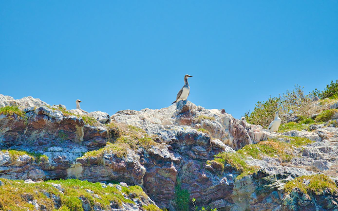 Gannets perched on rocky cliff in a colony under clear blue sky.