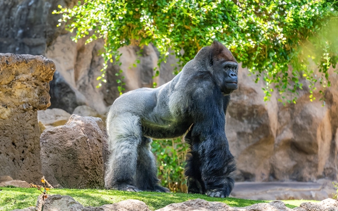 Gorilla standing on grass at Loro Park, Tenerife.