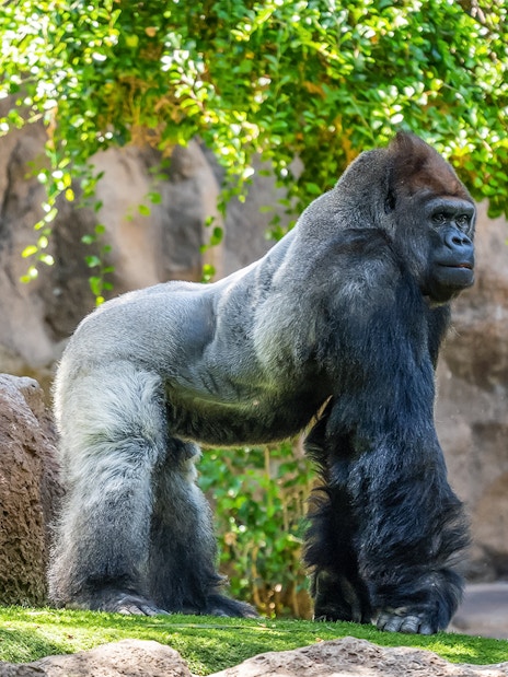 Gorilla standing on grass at Loro Park, Tenerife.