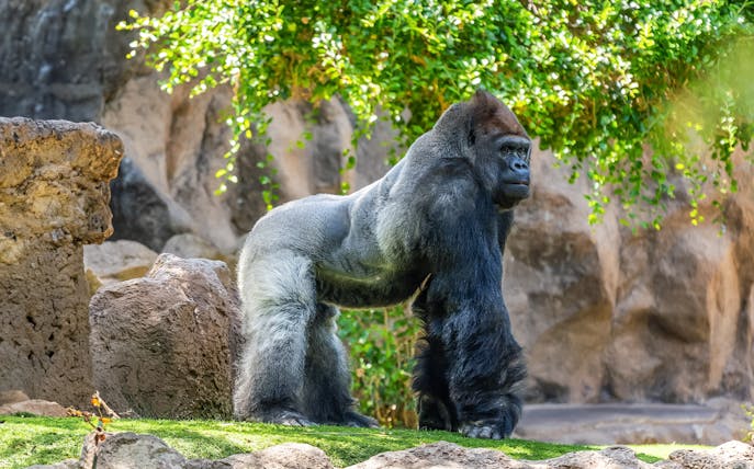 Gorilla standing on grass at Loro Park, Tenerife.