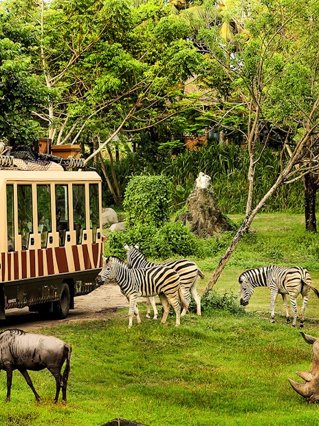 Bali Safari vehicle with zebras, rhinos, and wildebeests in lush greenery.