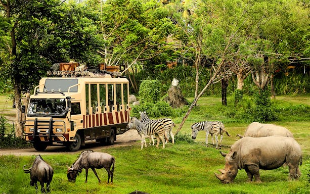 Bali Safari vehicle with zebras, rhinos, and wildebeests in lush greenery.