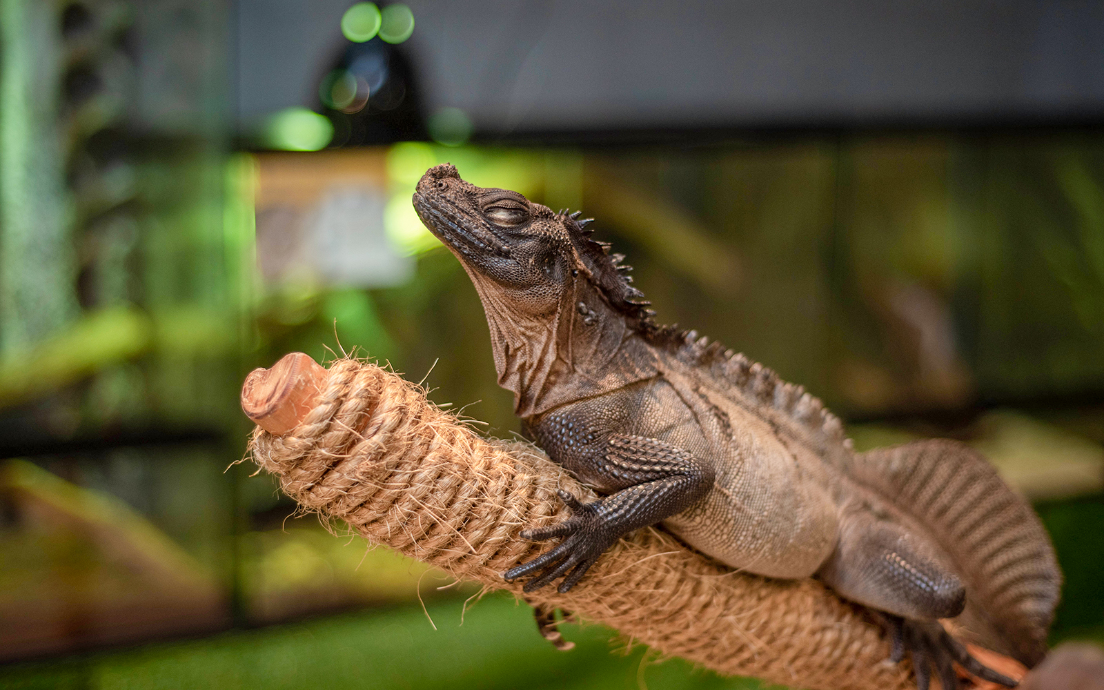 Lizard resting on a rope perch at Just Farm by Just Pets Megastore.