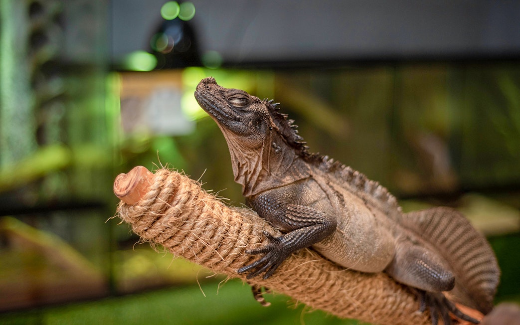Lizard resting on a rope perch at Just Farm by Just Pets Megastore.