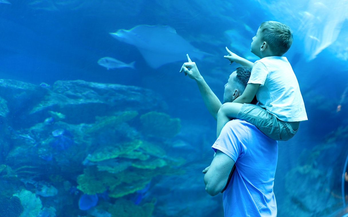 Father and son pointing at marine life in Dubai Aquarium.