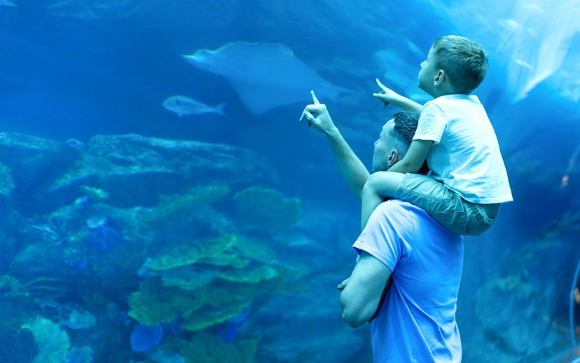 Father and son pointing at marine life in Dubai Aquarium.