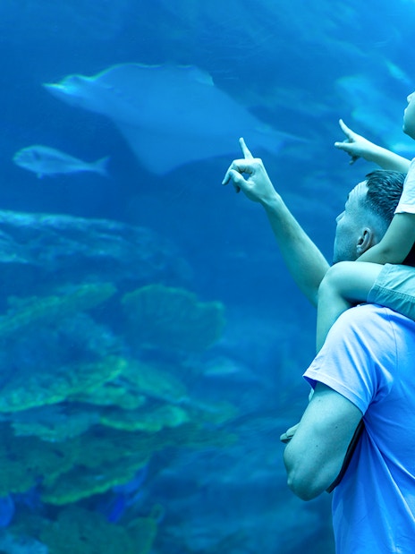 Father and son pointing at marine life in Dubai Aquarium.