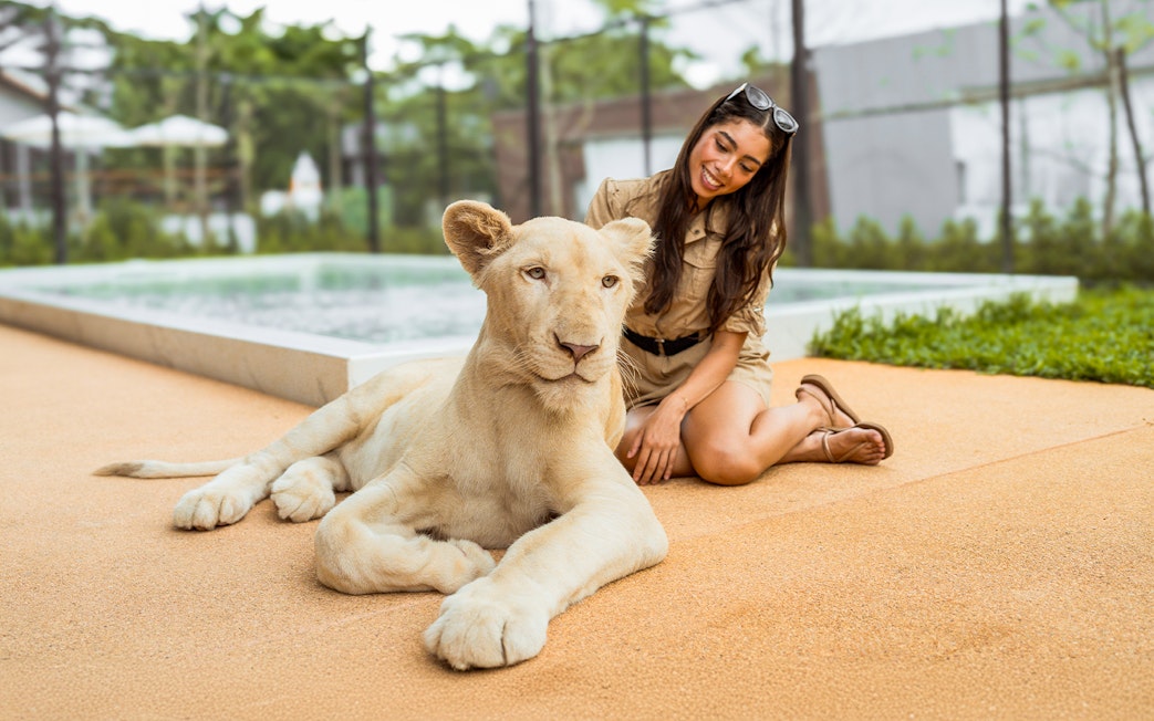 Lion resting with visitor at Lion Land Phuket.