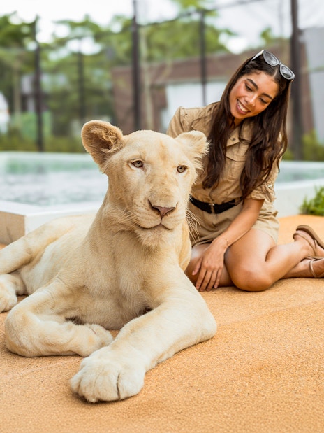 Lion resting with visitor at Lion Land Phuket.