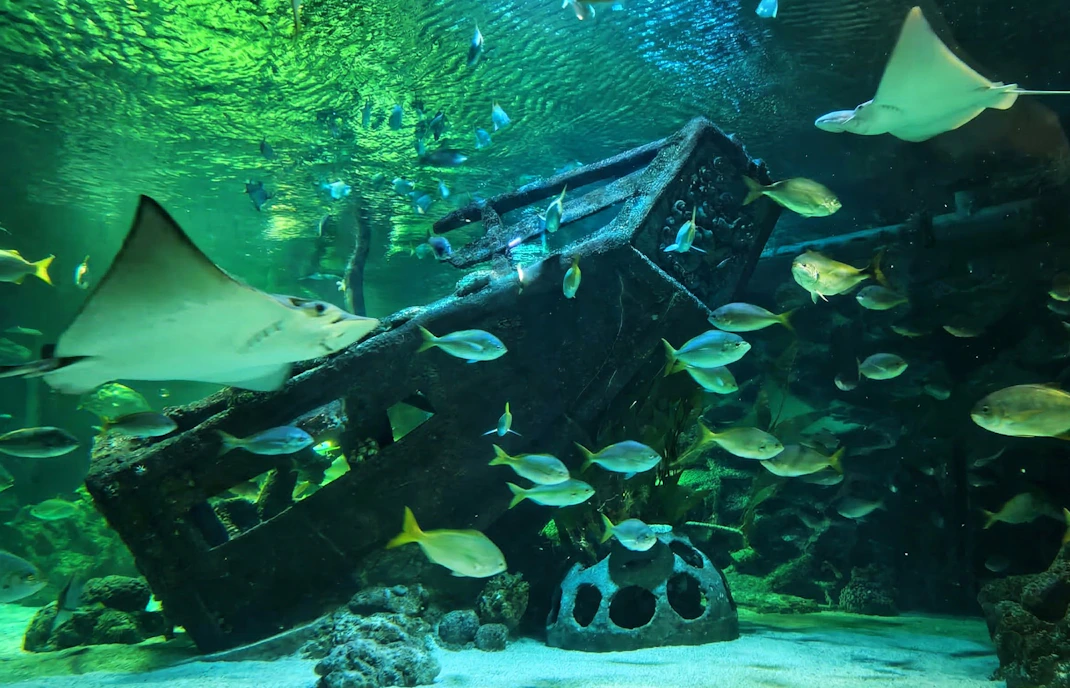 Underwater scene with diverse fish swimming around a shipwreck at Petrosains.
