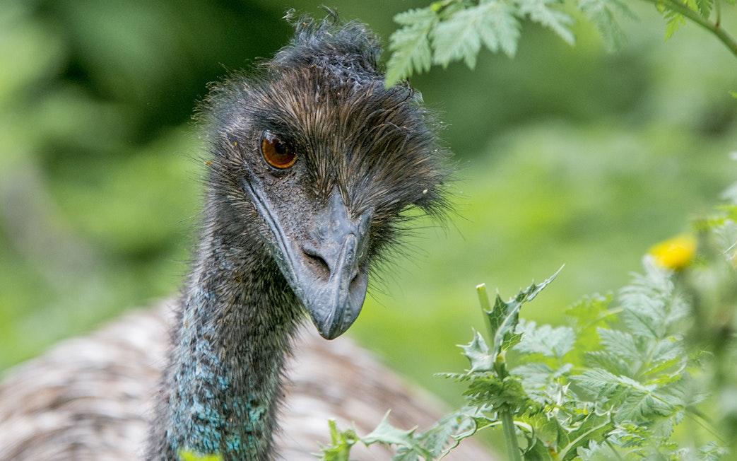 Emu in Grampians wilderness, part of 1-day guided tour from Melbourne.