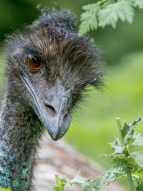 Emu in Grampians wilderness, part of 1-day guided tour from Melbourne.