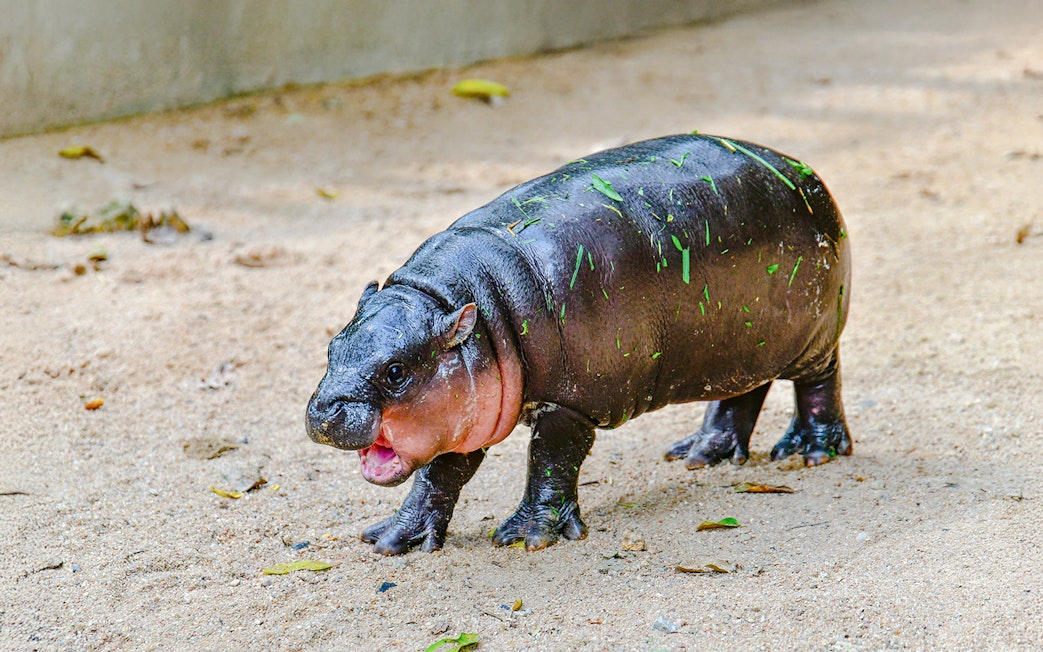 Pygmy hippo walking on sandy ground at Khao Kheow Open Zoo.