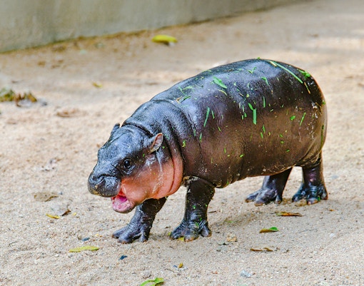 Pygmy hippo walking on sandy ground at Khao Kheow Open Zoo.