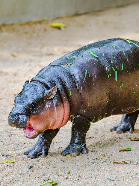 Pygmy hippo walking on sandy ground at Khao Kheow Open Zoo.