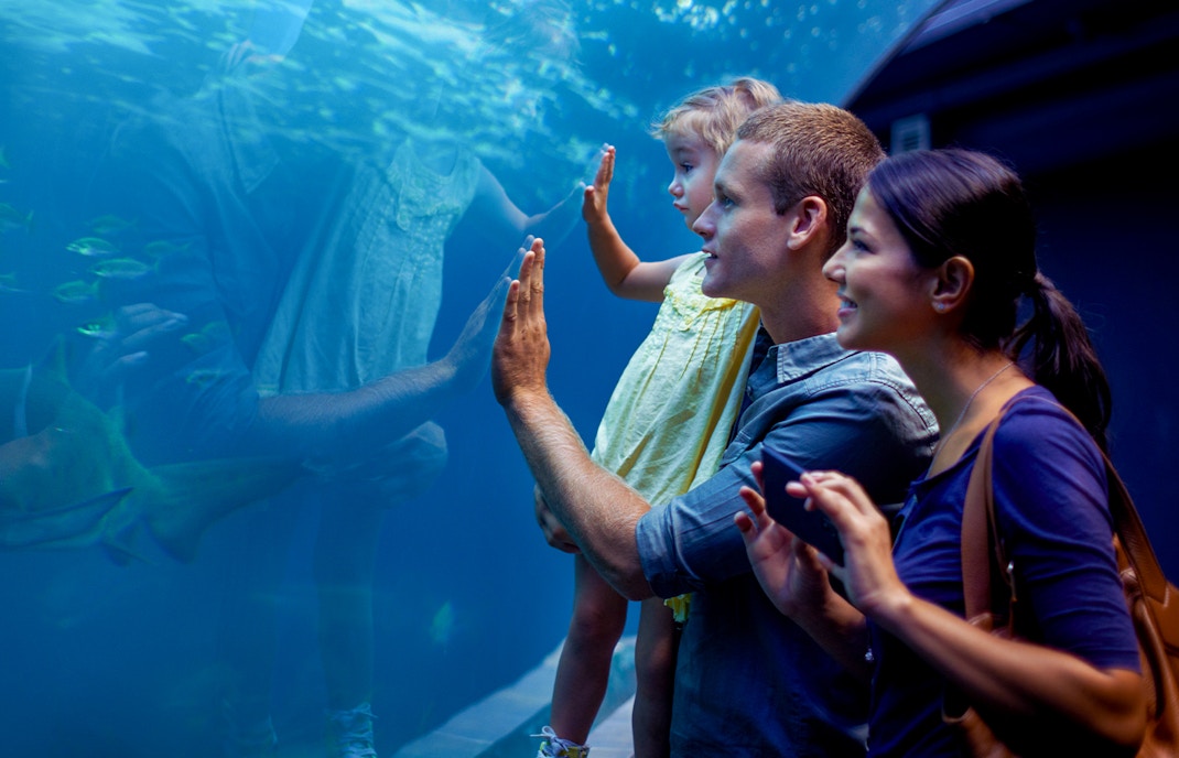 Visit Oceanografic Valencia with family
