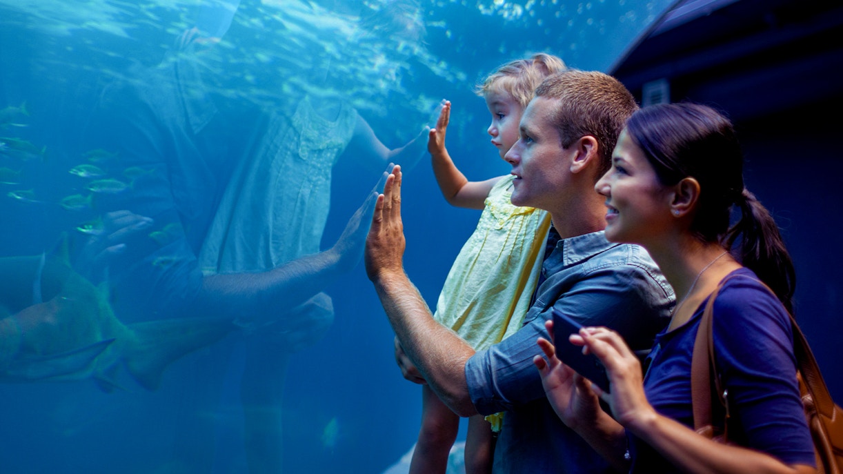 Family enjoying aquarium exhibit at Valencia Oceanogràfic.