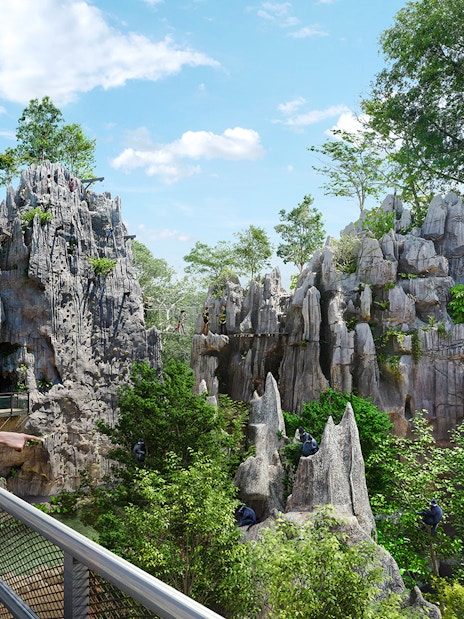 Couple observing langurs in a lush Asian rainforest setting.