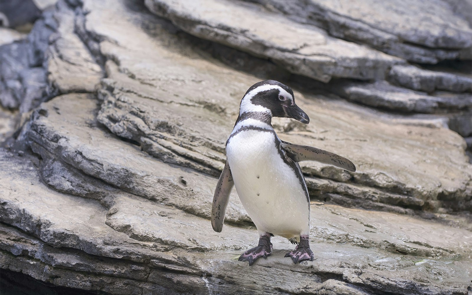 Penguin standing on rocks at Oceanario Lisboa.