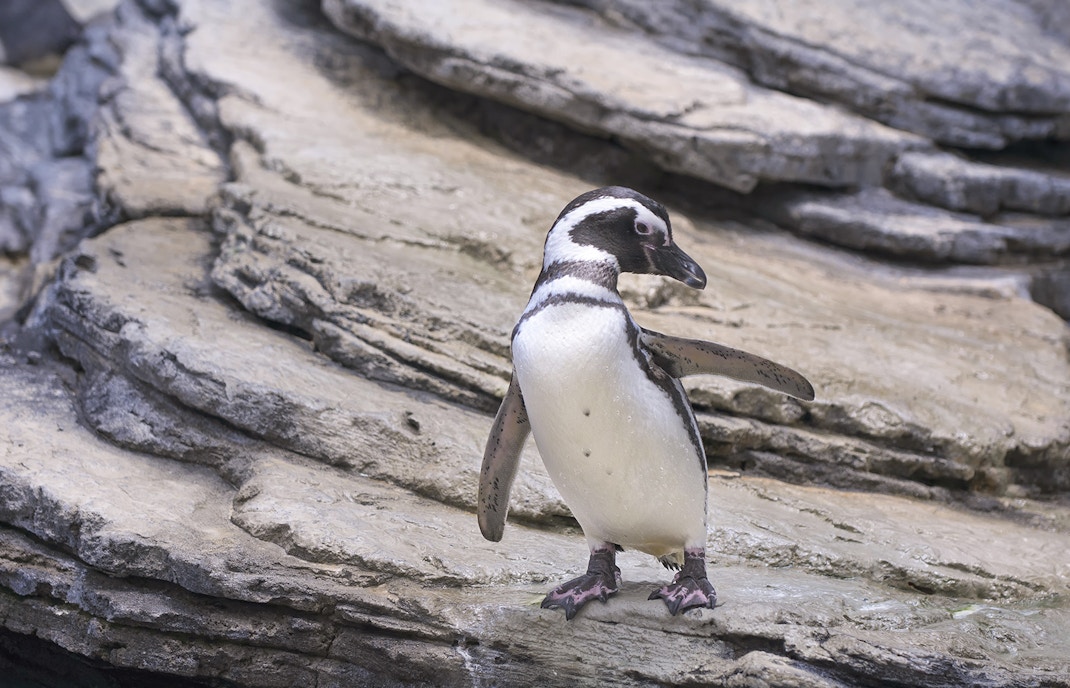 charming Magellanic Penguin at aquarium of the Pacific
