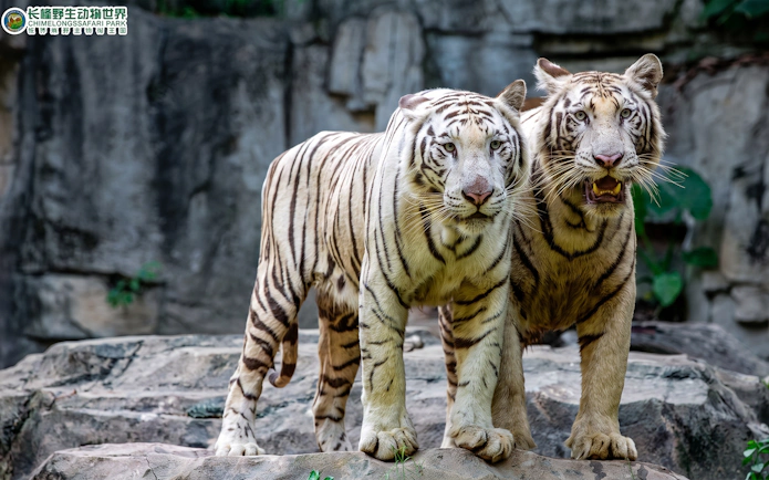 White tigers standing on rocks at Chimelong Safari Park.