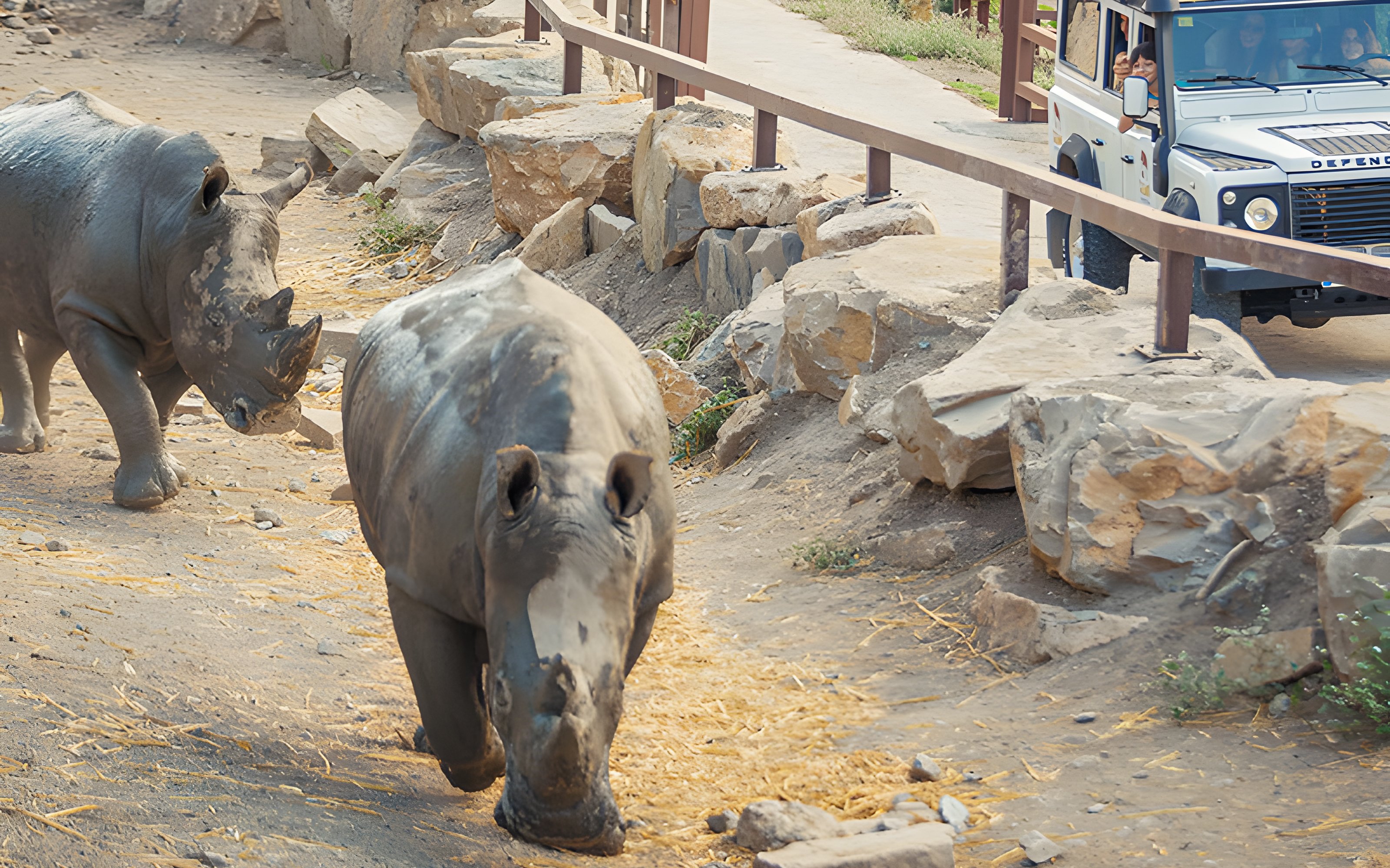 Rhinos walking near a safari vehicle at Selwo Aventura park, Estepona, Spain.