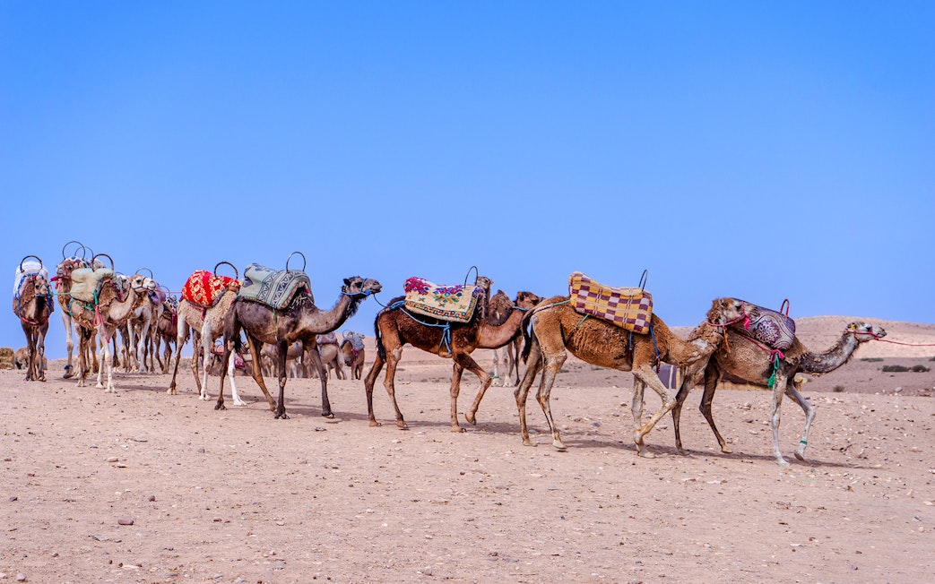 Camels walking in the Agafay Desert, Morocco, with colorful saddles.