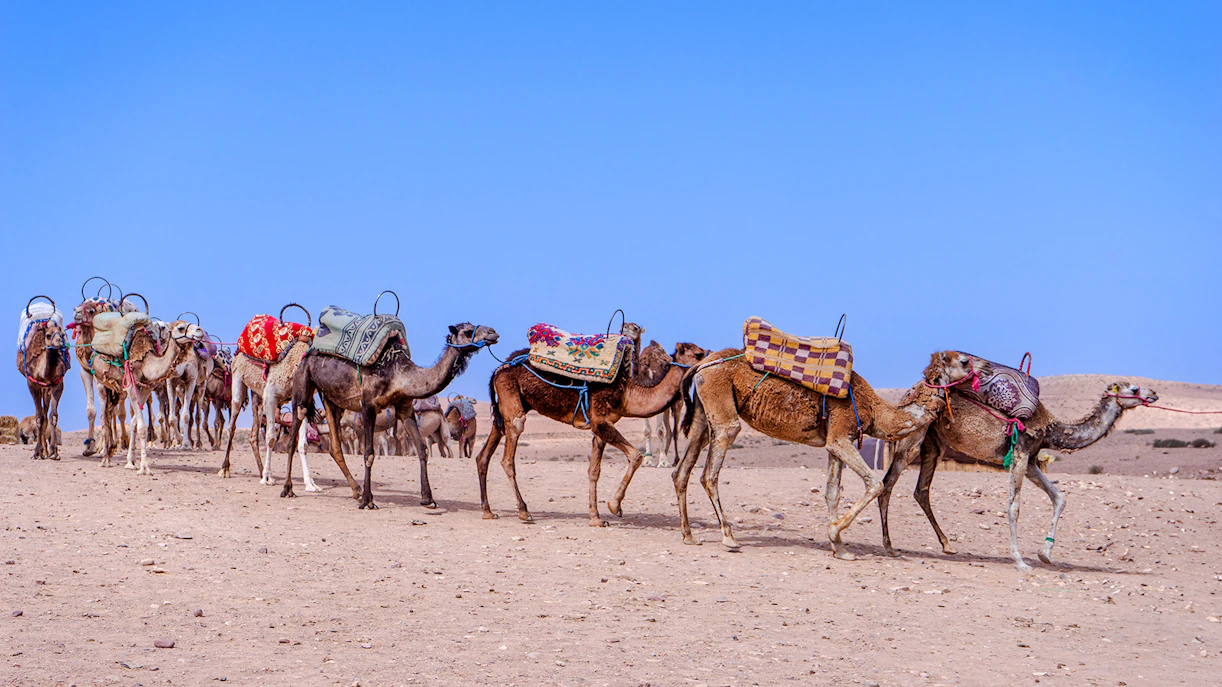 Camels walking in the Agafay Desert, Morocco, with colorful saddles.