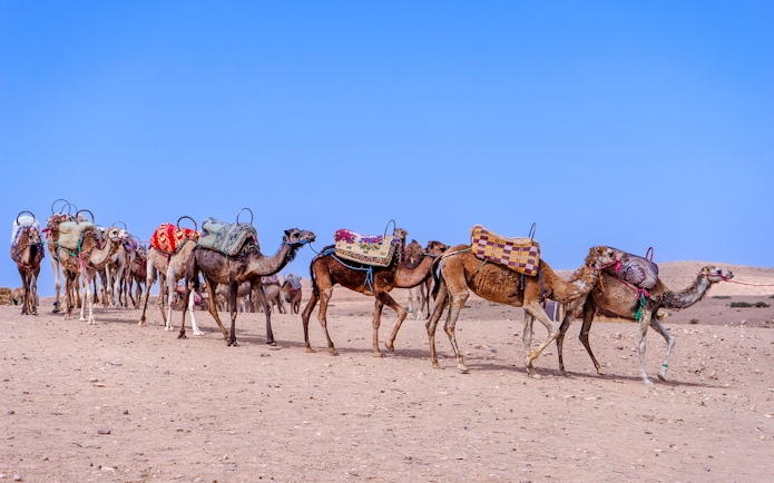 Camels walking in the Agafay Desert, Morocco, with colorful saddles.