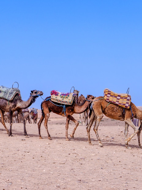 Camels walking in the Agafay Desert, Morocco, with colorful saddles.