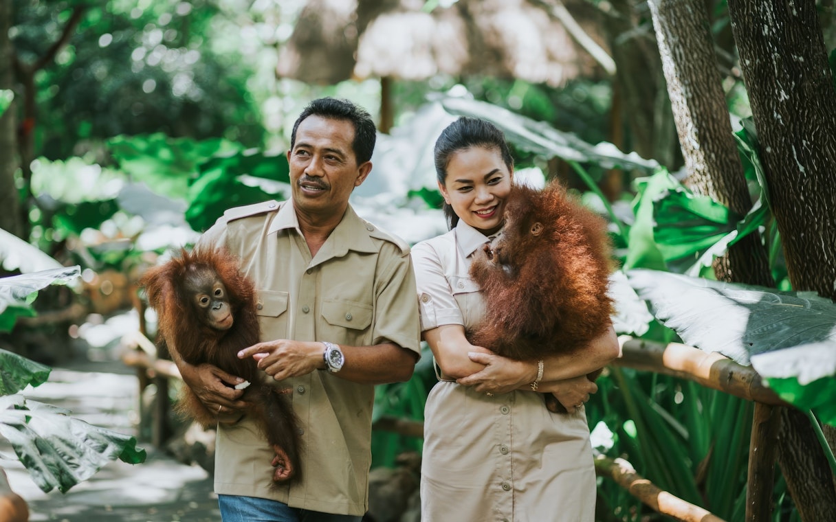 Guides holding orangutans at Lombok Wildlife Park.