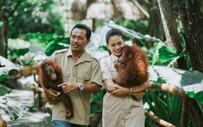 Guides holding orangutans at Lombok Wildlife Park.