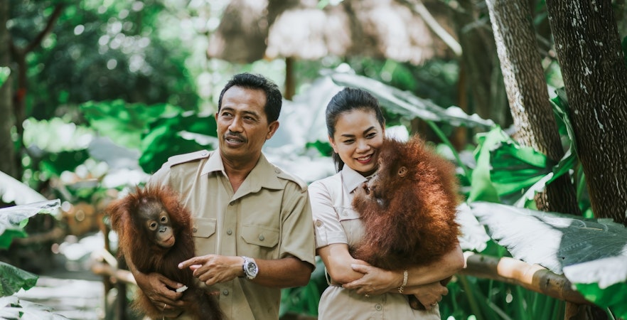 Guides holding orangutans at Lombok Wildlife Park.