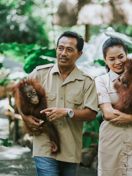 Guides holding orangutans at Lombok Wildlife Park.