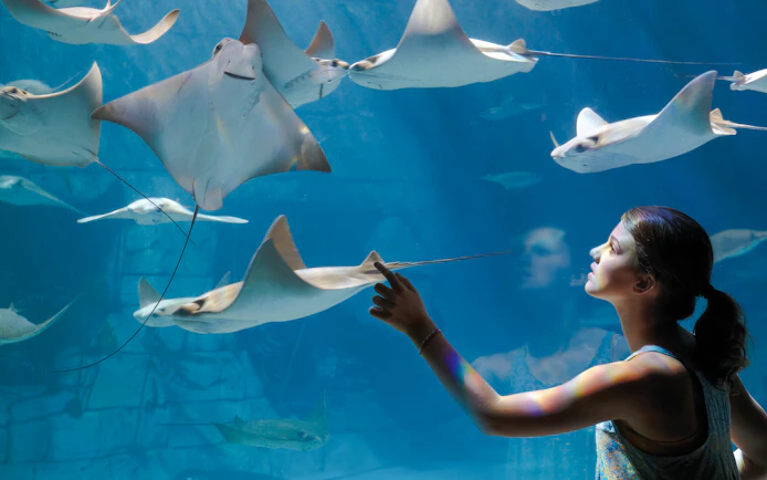 Person interacting with manta rays at Manta Aquarium, SeaWorld Orlando.