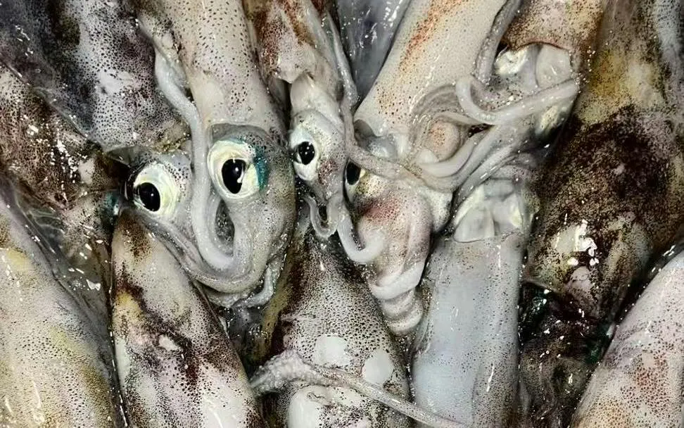 Squid caught during Hobart sightseeing and fishing cruise.