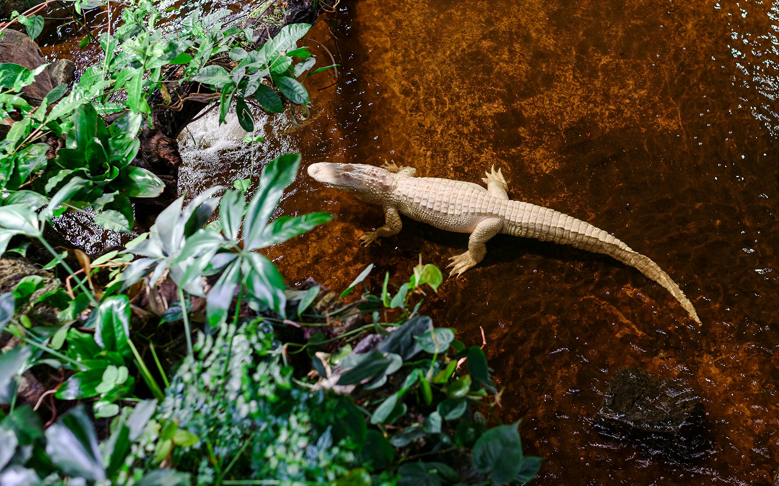 Alligator swimming in a pond surrounded by lush greenery at Paris Aquarium.