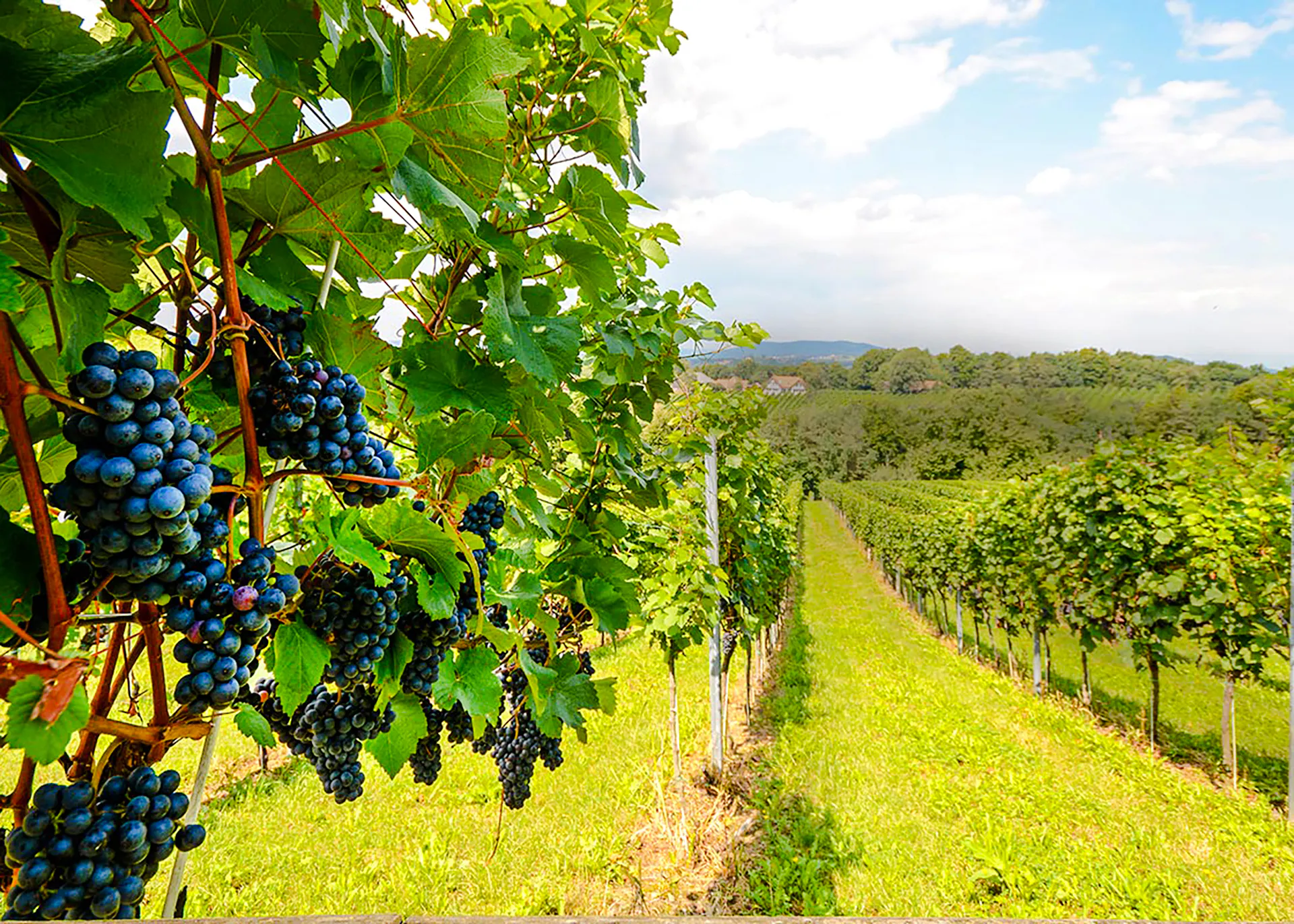 Vineyard with ripe grapes and mountain view in Rio de Janeiro.